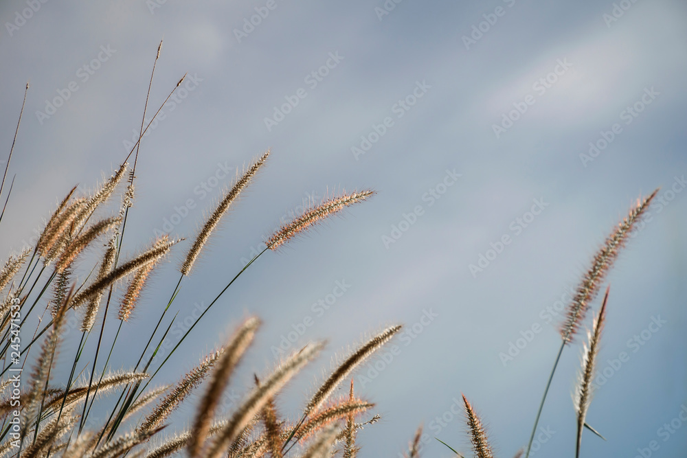 Fototapeta premium Spring or summer abstract nature background with grass in the meadow and blue sky in the back