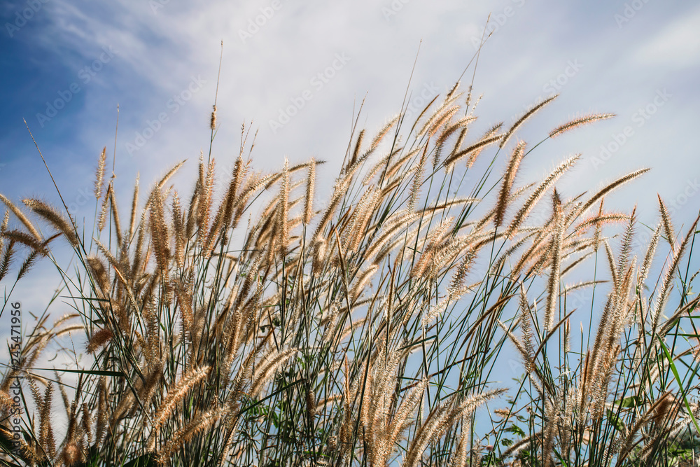 Fototapeta premium Spring or summer abstract nature background with grass in the meadow and blue sky in the back