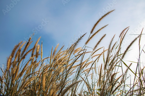 Spring or summer abstract nature background with grass in the meadow and blue sky in the back