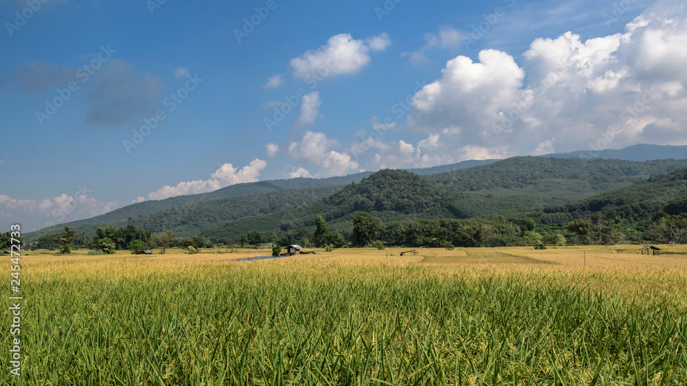 beauty mountain view with green rice plantation beauty mountain view with green rice plantation