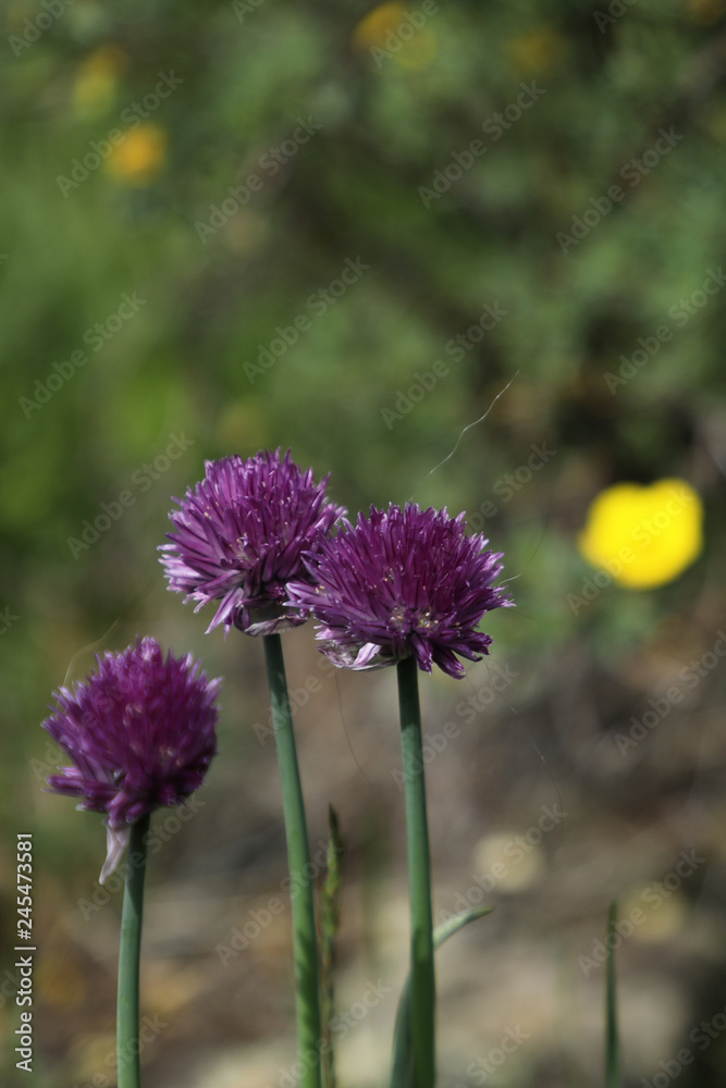 Wild onion blooming in a field in Central Mongolia Wild onion blooming in a field in Central Mongolia