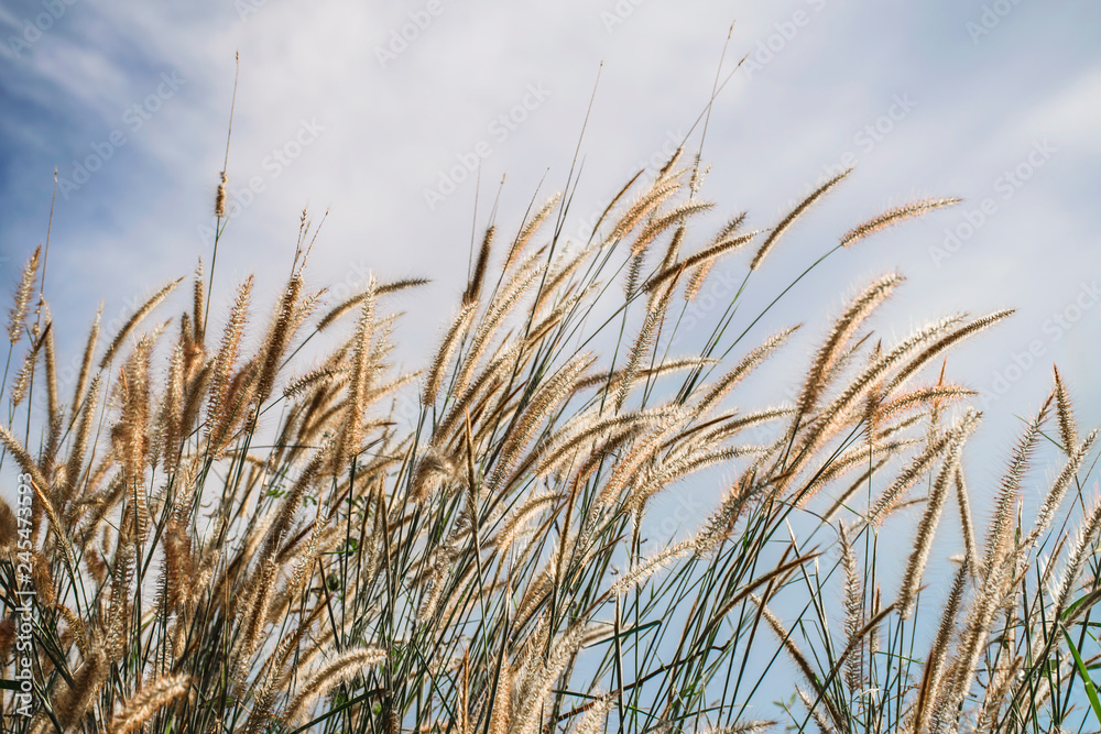 Spring or summer abstract nature background with grass in the meadow and blue sky in the back Spring or summer abstract nature background with grass in the meadow and blue sky in the back