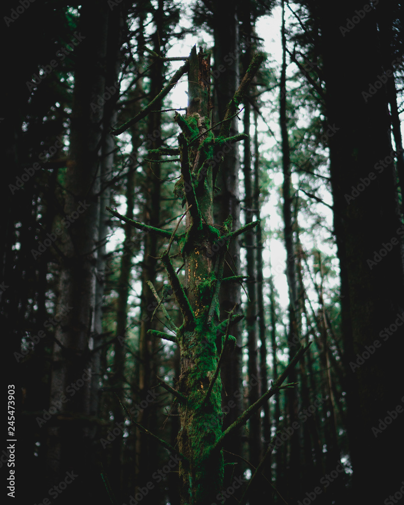 Fototapeta premium Broken Tree
