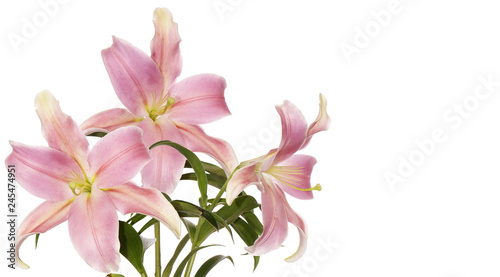 beautiful bouquet garden pink lily on white