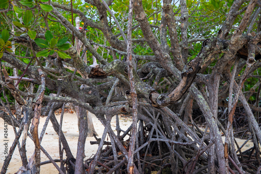 Mangrove tree forest closeup. Mangrove tree roots natural pattern. Coastal land ecosystem. Tropical jungle Mangrove tree forest closeup. Mangrove tree roots natural pattern. Coastal land ecosystem. Tropical jungle