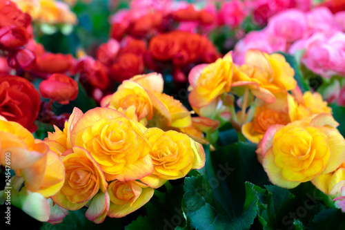 Colorful of begonia flower.