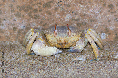 A Ghost (sand) Crab  pauses ensuring no danger on the beach near the water in Muscat, Oman. (Ocypode)
