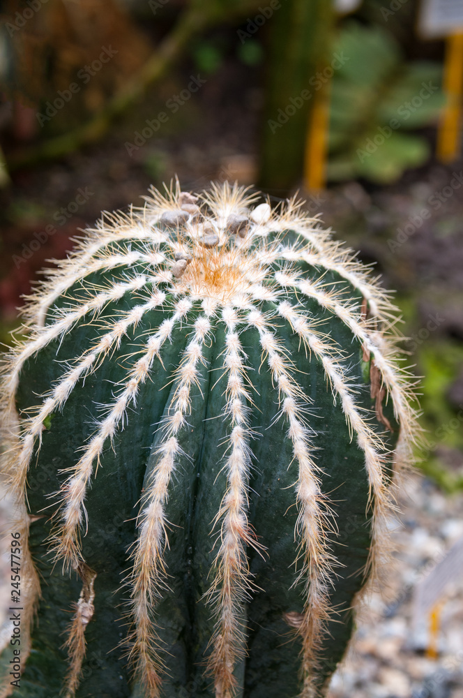 Eriocactus Cactus magnificus F. Ritter Eriocactus Cactus magnificus F. Ritter