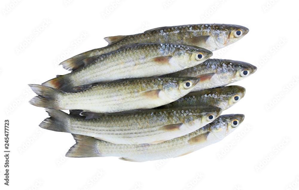 Pile of Fish Golden grey mullet isolated on white background with clipping path..