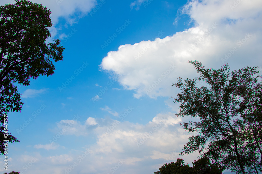 White clouds and blue sky view through trees