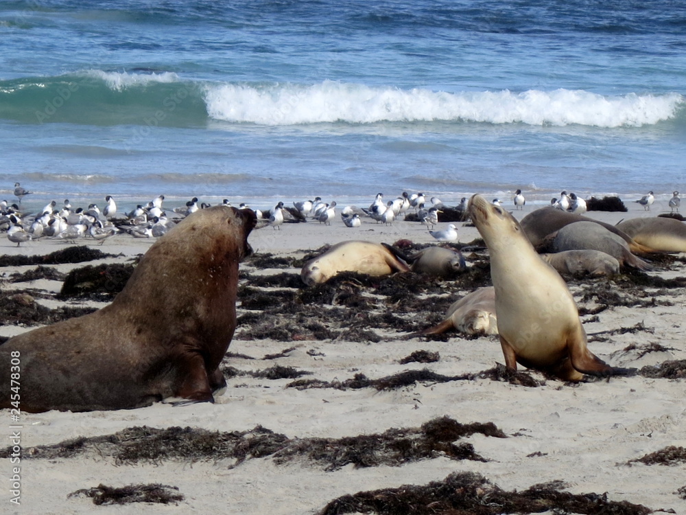 Fototapeta premium wild sea lions, kangaroo island, south australia