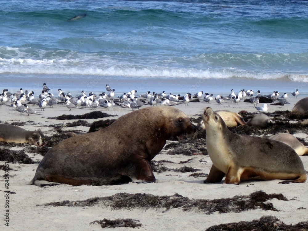 Fototapeta premium wild sea lions, kangaroo island, south australia