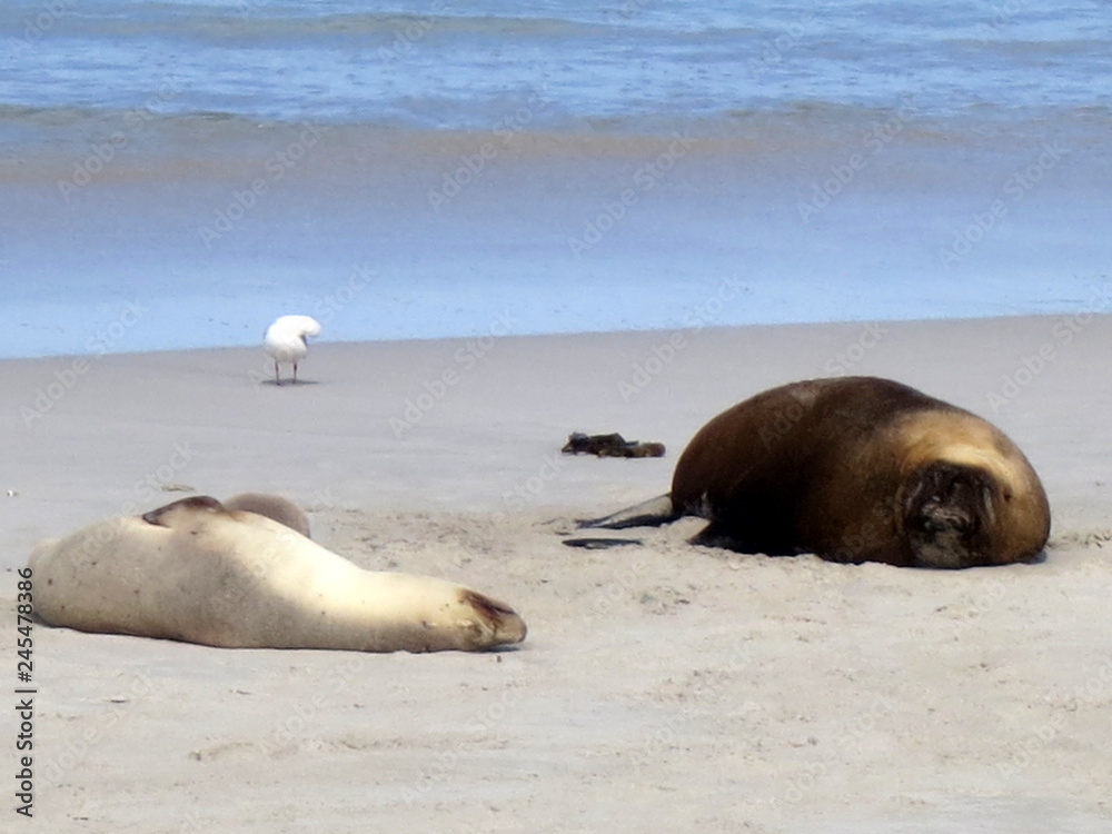 Fototapeta premium wild sea lions, kangaroo island, south australia