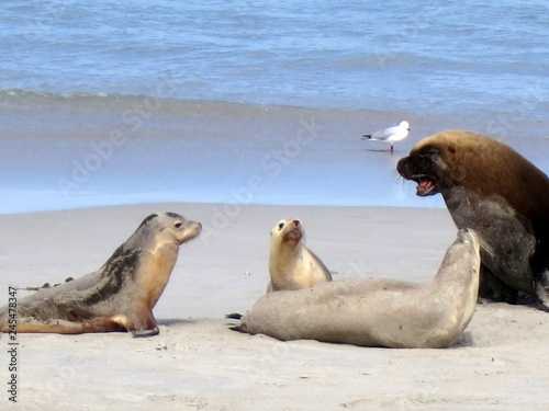 wild sea lions  kangaroo island  south australia