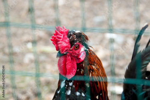 Rooster on an agricultural farm
