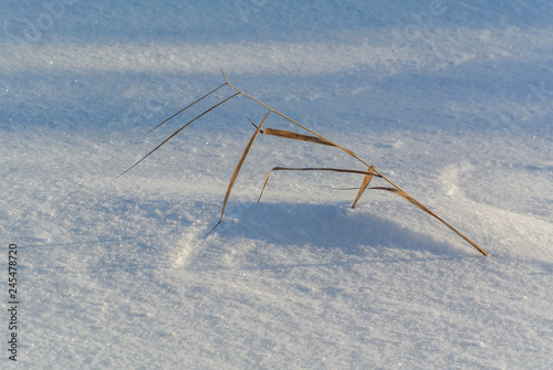 Dry stalk wrung out of the ground