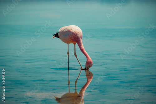 Flamingos do atacama