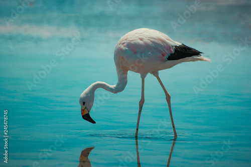 Flamingos do atacama