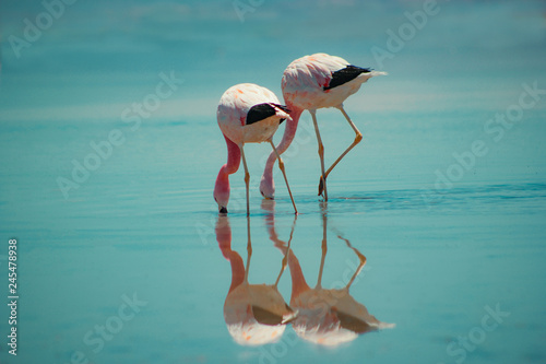 Flamingos do atacama