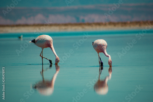 Flamingos do atacama