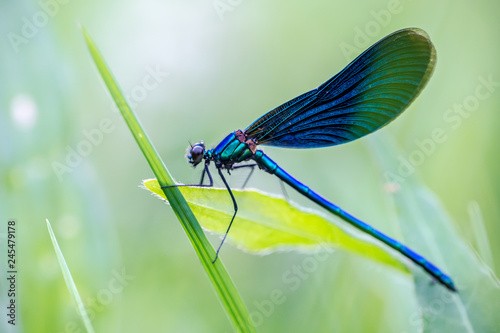 a beautiful dragonfly sits in the grass in a meadow photo