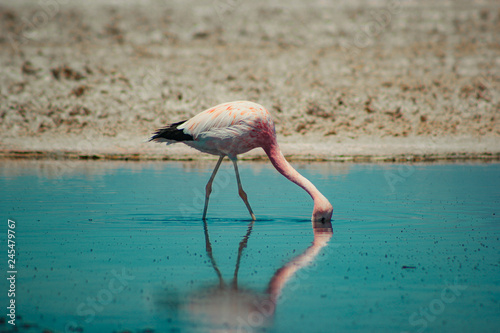 atacama desert flamingo