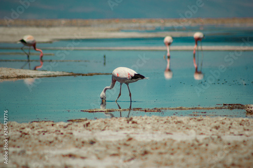 atacama desert flamingo