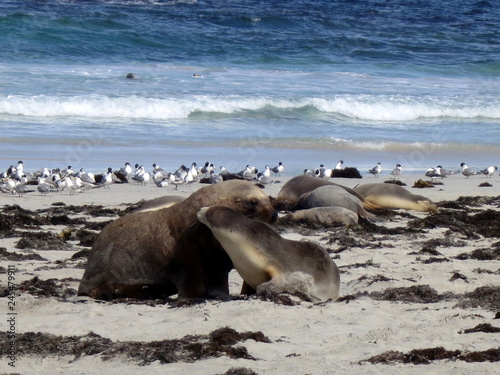 sea lions on the beach in kangaroo island