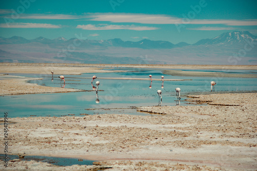 atacama desert flamingo