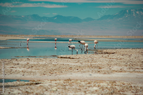 atacama desert flamingo
