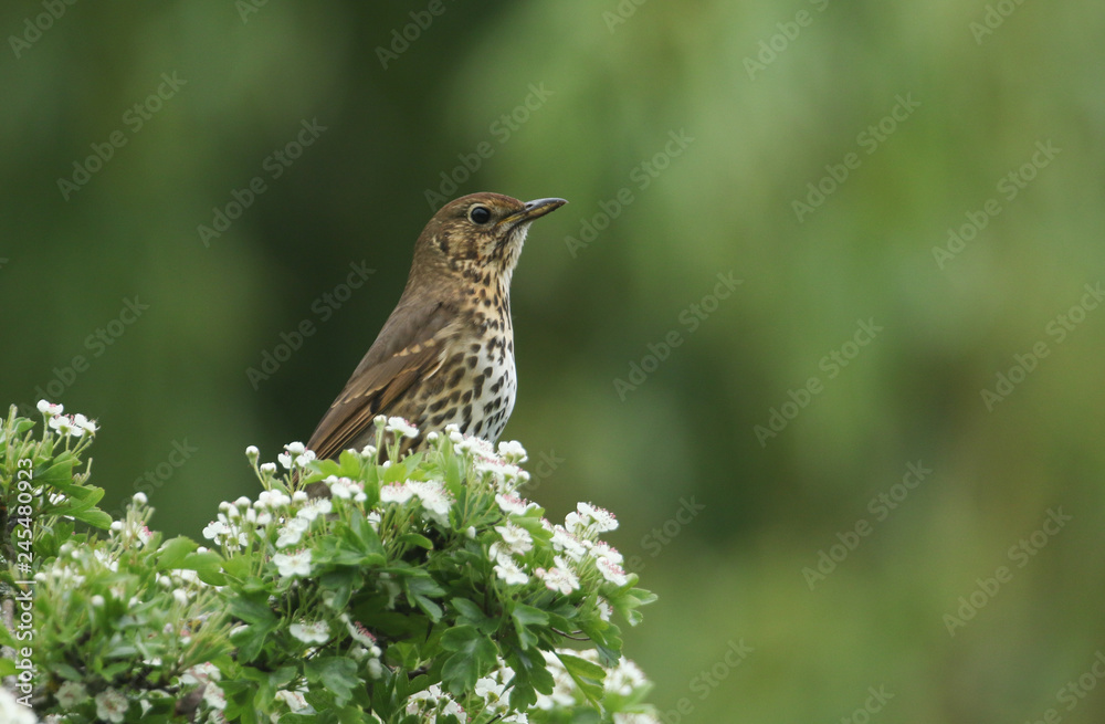 A beautiful Song Thrush (Turdus philomelos) perched in a flowering Hawthorn tree (Crataegus monogyna). A beautiful Song Thrush (Turdus philomelos) perched in a flowering Hawthorn tree (Crataegus monogyna).