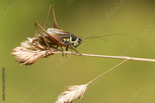 A beautiful Roesel's bush Cricket (Metrioptera roeselii) perched on a grass seed head. photo