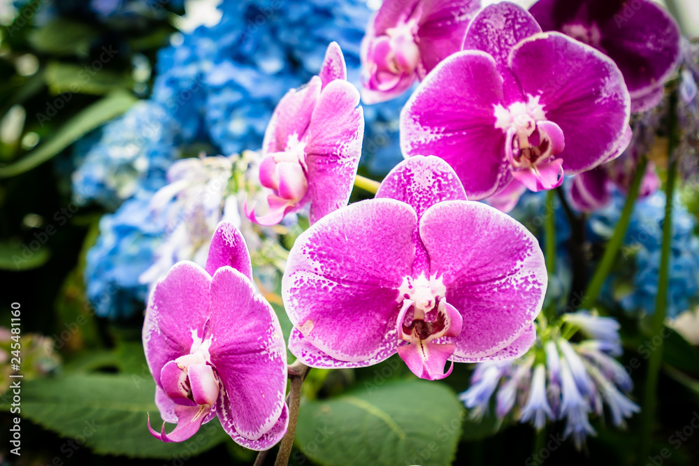 Fototapeta premium Colorful flower in the garden