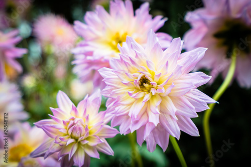 Colorful flower in the garden