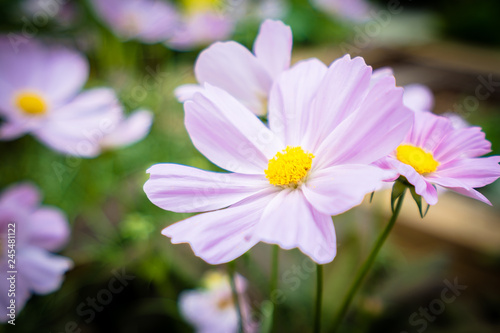 Colorful flower in the garden