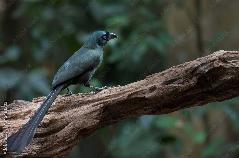 Racket-tailed Treepie on branch in nature
