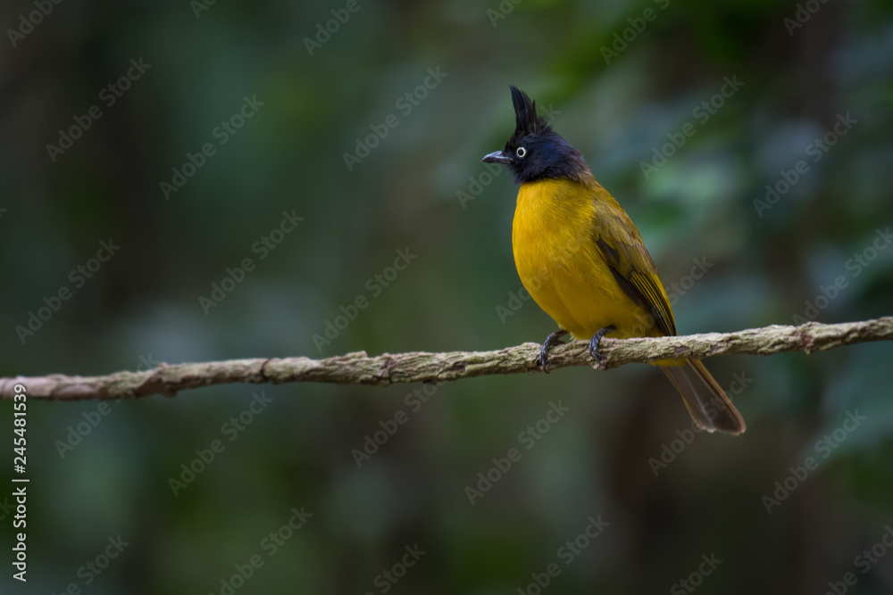 Obraz premium Black-crested Bulbul on branch in nature 