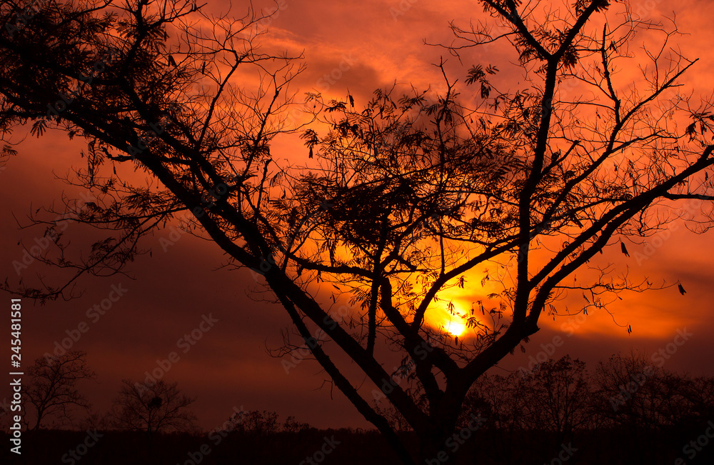 sunset tree sunset tree