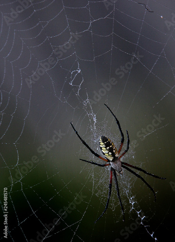 spider chilling