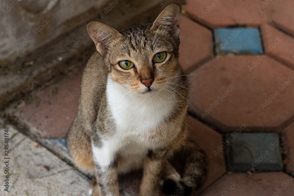 brown tabby cat looking at camera brown tabby cat looking at camera