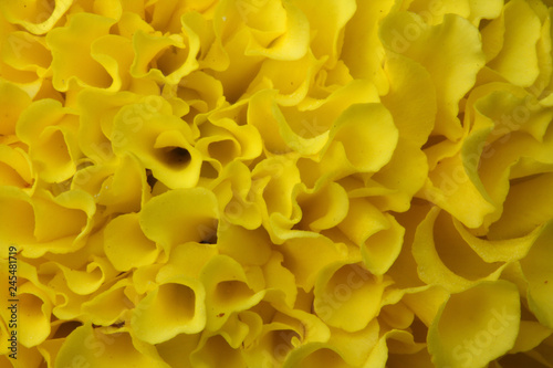 close up of flower