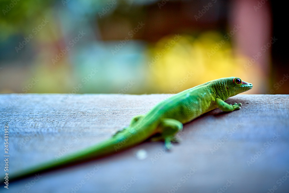 gecko vert de madagascar