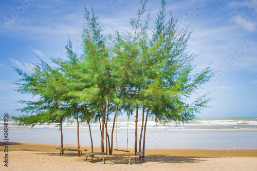 Tropical seascape of pine trees on white sand beach at seashore with blue sea and sky in the background.