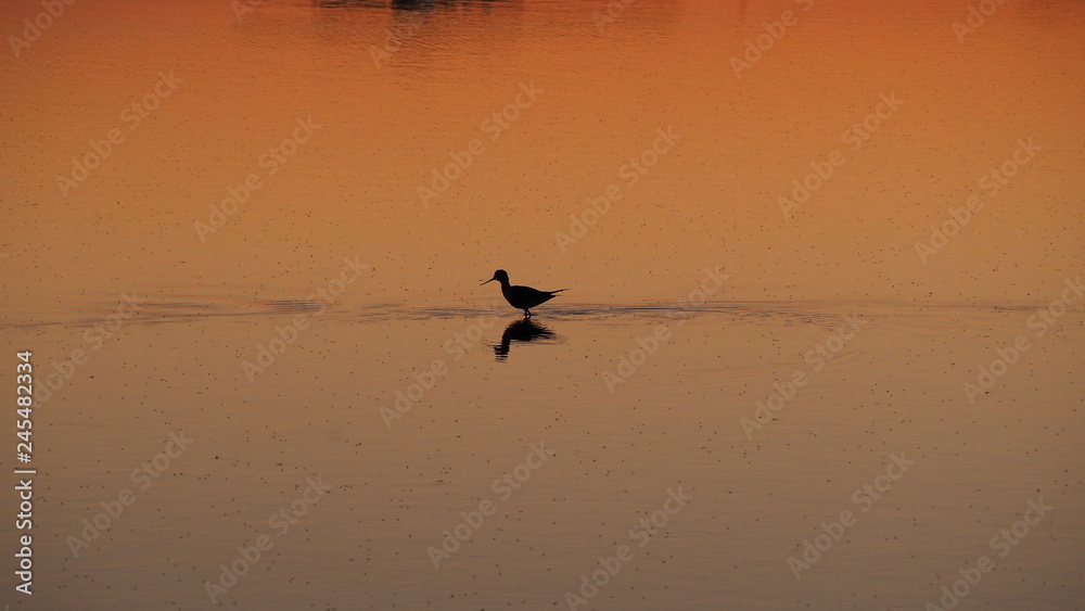 Fototapeta premium Colonia de Sant Jordi, Mallorca, Spain. Amazing landscape of the beautiful salt flats during the sunset. Silhouette of seagulls in backlight