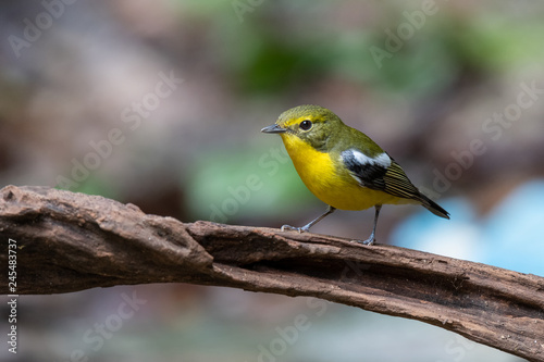 Green-backed Flycatcher in the forest, southern of Thailand.