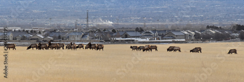 Bull Elk his herd harem on the Baccus Highway the Westside with view of Salt Lake Valley and Wasatch Front Rocky Mountains in the foothills of the Oquirrh Mountains and Rio Tinto Bingham Copper Mine,  photo