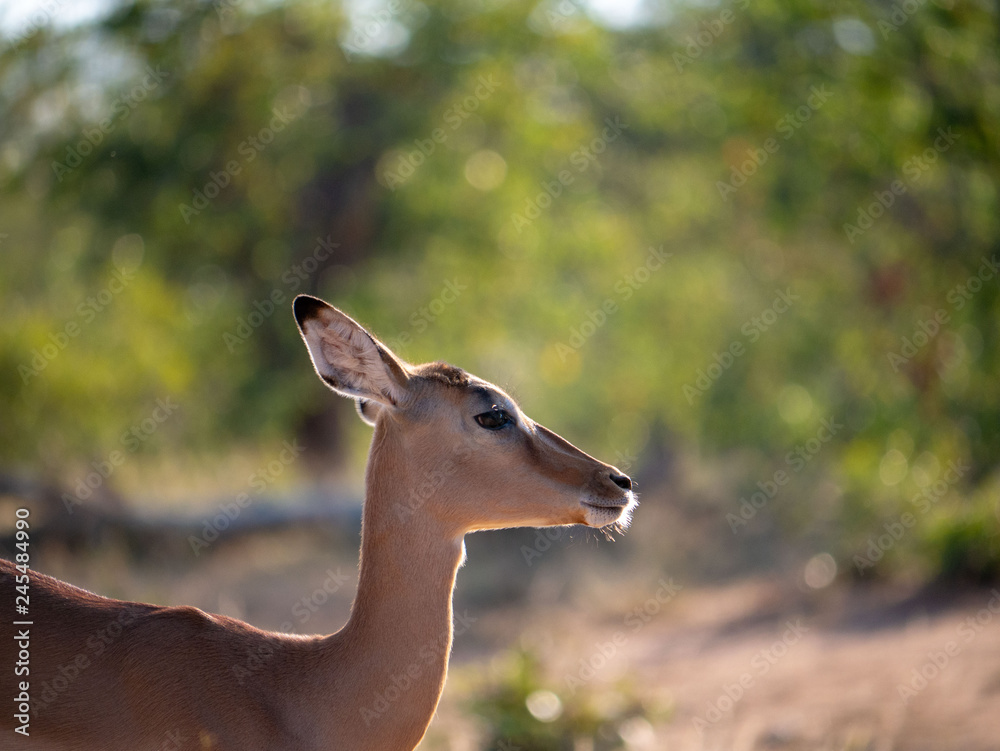 South African Steenbok In Sunlight South African Steenbok In Sunlight