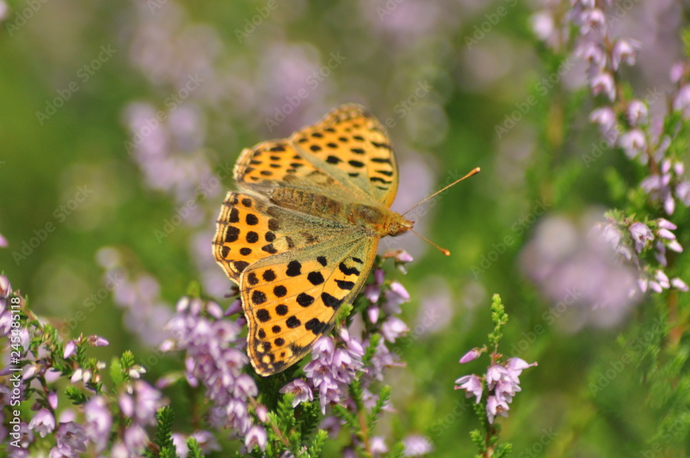 Obraz premium Dark green fritillary butterfly sitting on the heather in the forest. Insect with orange wings with black spots
