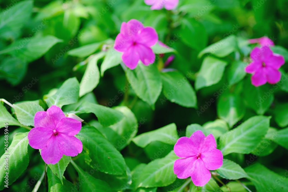Beautiful nature flower for background. Beautiful nature flower for background.