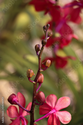 Orchidaceae red in garden